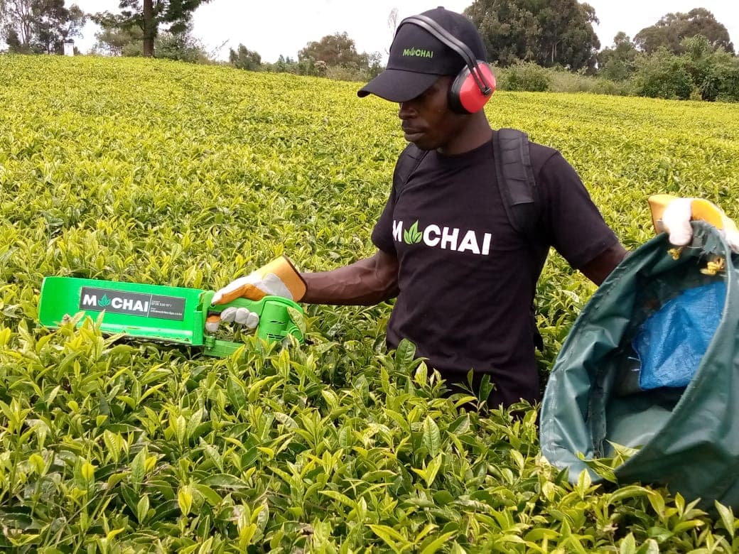 Automated tea picking machine helps farmers halve production costs & improve quality