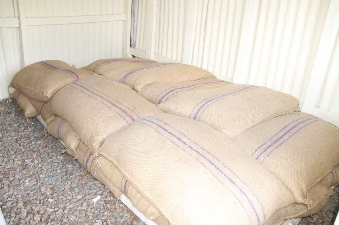 Kenya to Import 1 Million Bags of Maize as Deficit Forecast Hits 5.4 Million