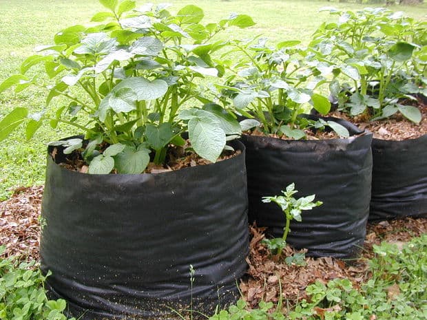 Benefits of growing crops in bags