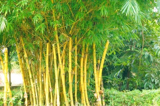 Bamboo farmers’ patience pays off as markets open up