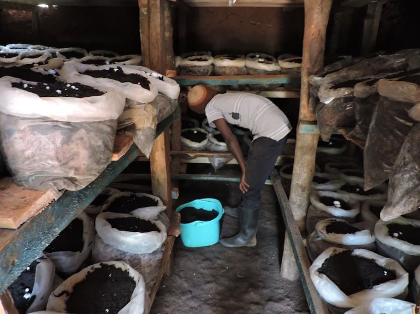 How meagre pocket money birthed Sh6,000 profit a week mushroom venture for college students