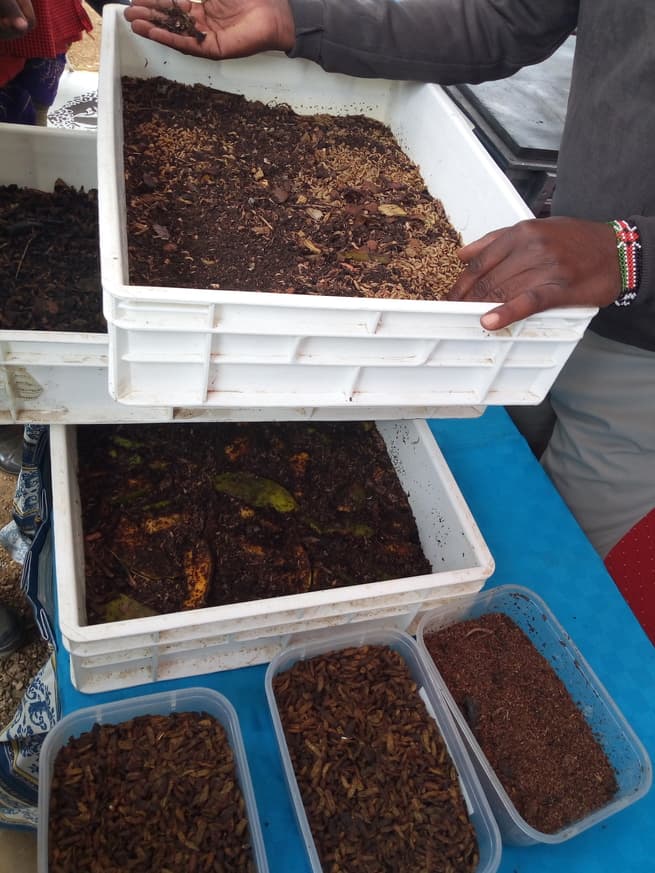 How to grow own black soldier larvae for feeding indigenous chicken