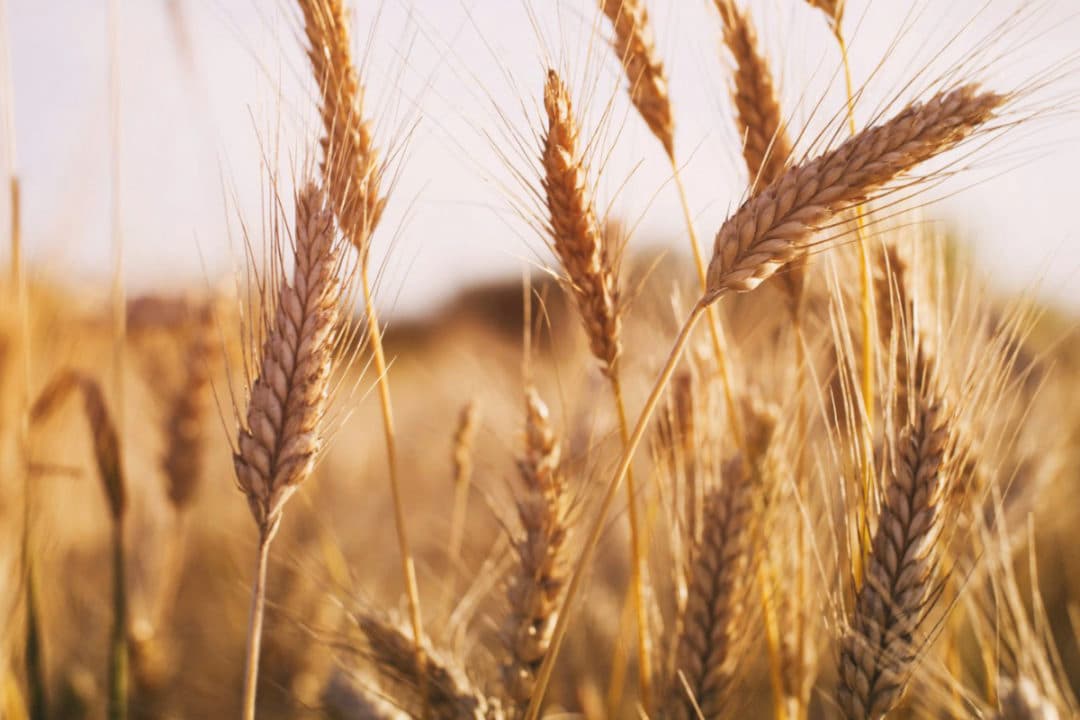 Supporting Zambian farmers as wheat blast strikes