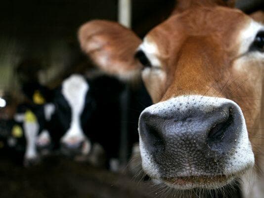 Farmers suffer milk collapse on changing cows’ environment