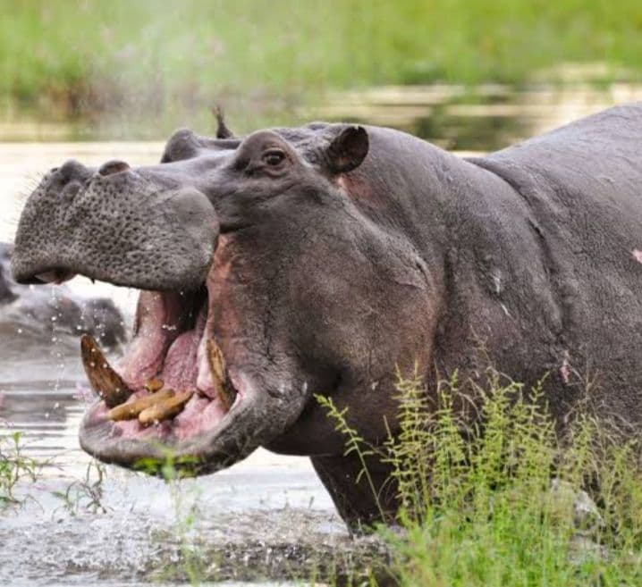 Hippos invade crops along shores of Lake Victoria