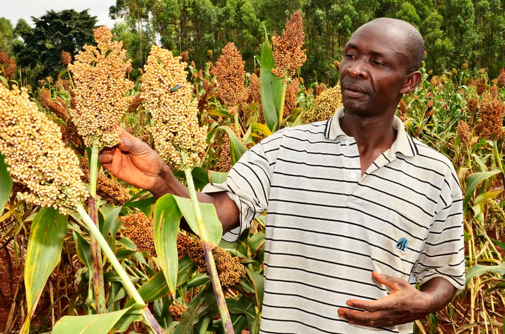 EABL seeking 4,000 Homa-Bay sorghum growers with ready market
