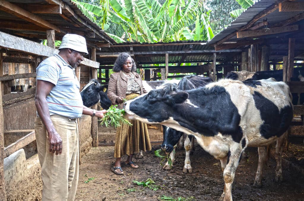 Moving from concentrate to fodder-based dairy farming holds key to smallholder profitability
