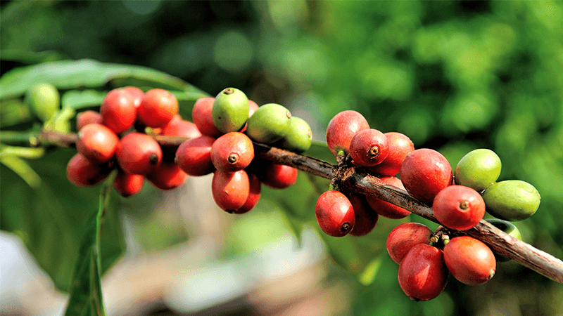 Revival of Coffee Farming Takes Root in Gatanga