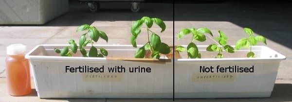 Research: Human Urine effective Agricultural fertilizer