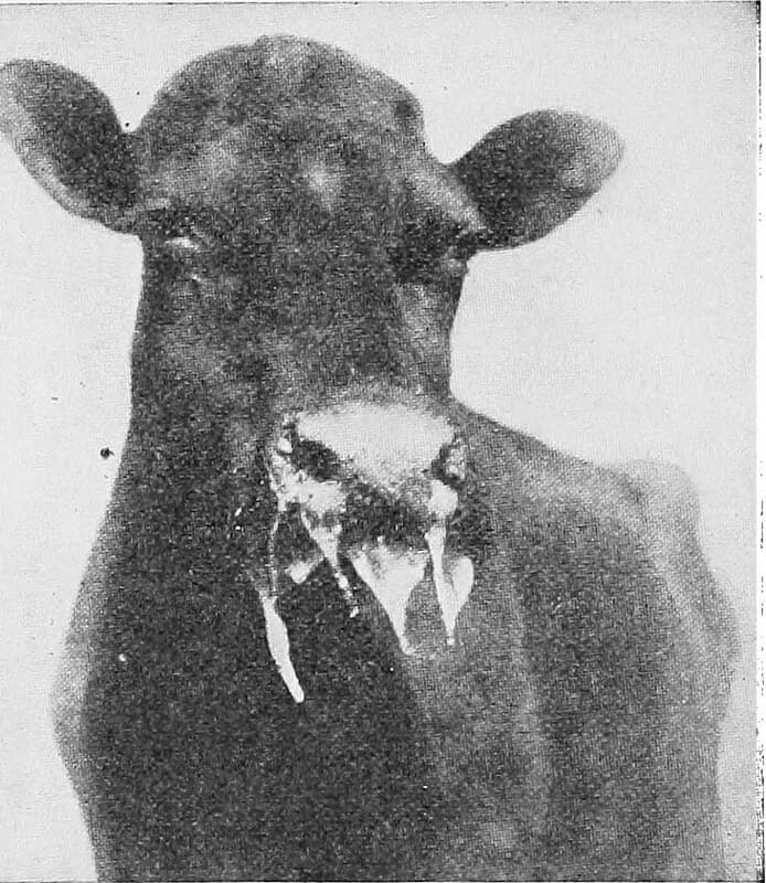 How to control deadly foot and mouth disease