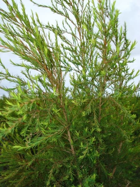 Farmers harvest millions with cosmetic leaves