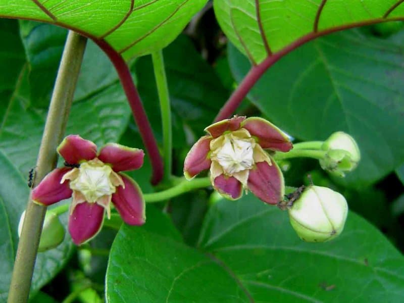 KEFRI equips farmers to make Sh250k a year from 1/4 acre of Mondia
