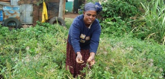 Kenyan women in diaspora rake millions with health plant