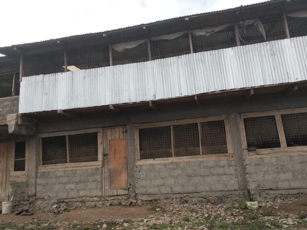 Kiambu farmer fences out bird flu and Newcastle threat with low-cost hygiene fixes
