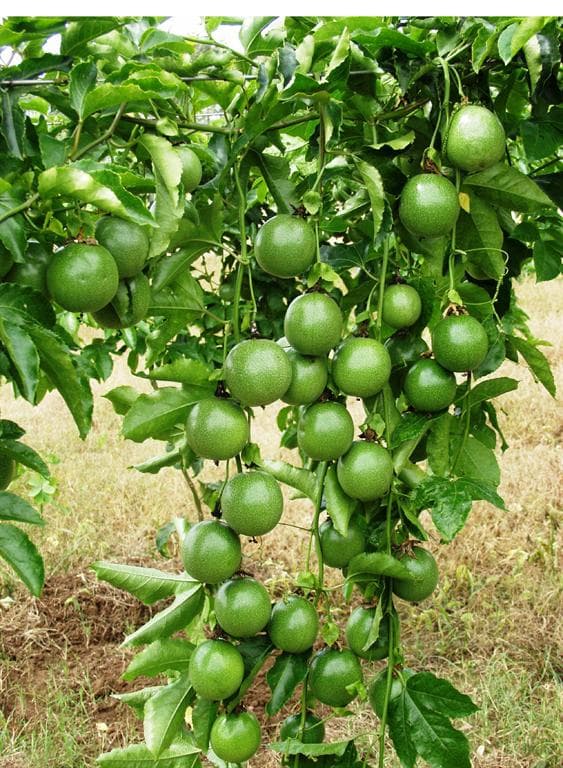 Value addition efforts inspire farming for export