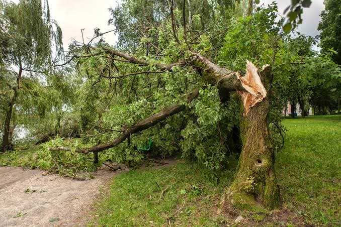Grade three pupil killed after tree branch falls at Kiambu school