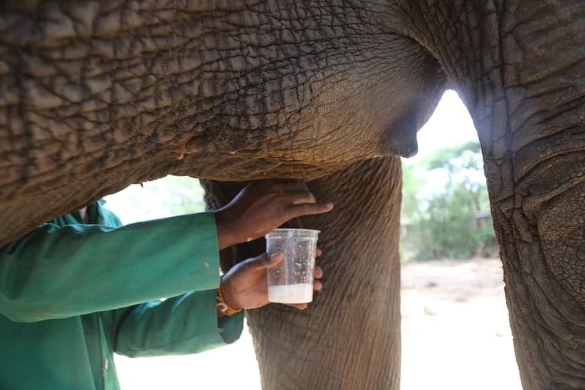 The Deeper Meaning Behind ‘Milking Elephants’ Remark