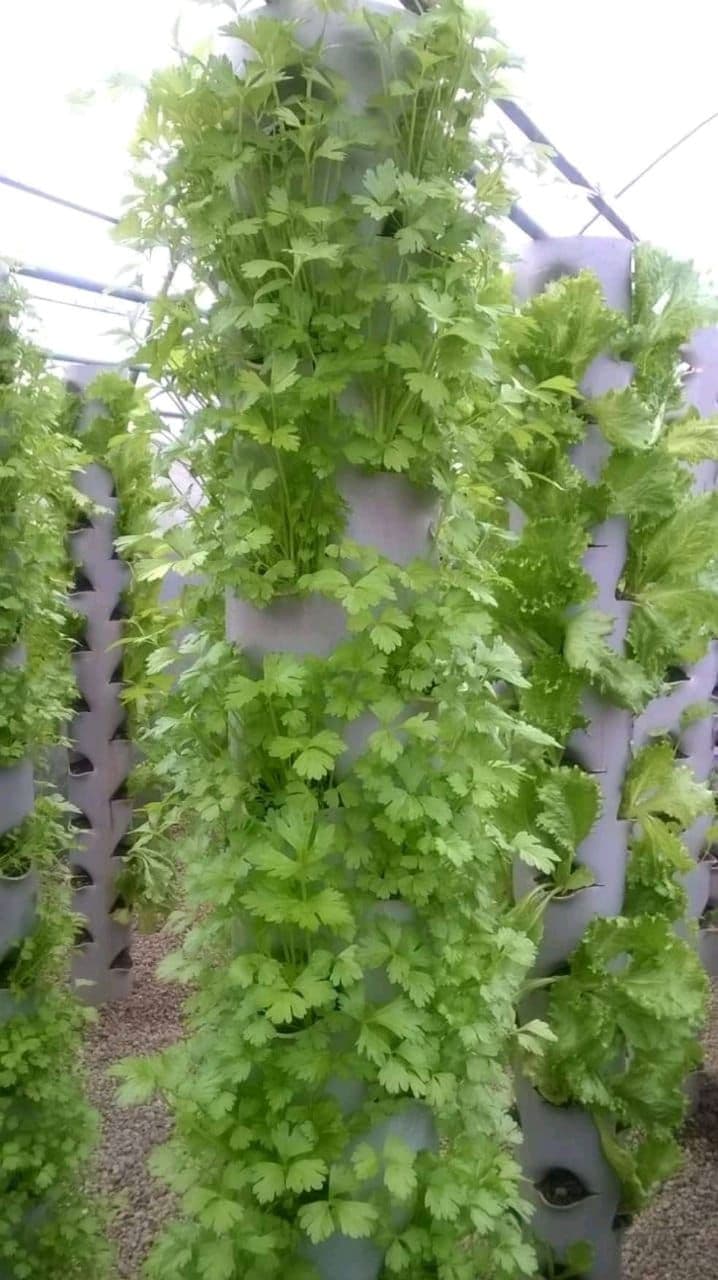 Kenya youth set to champion urban farming among the young generation