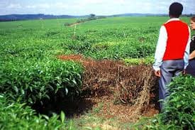 Kiambu farmer uproots ¼ of tea farm on fungal disease