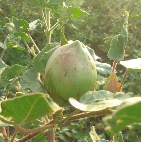HomaBay farmer returns to cotton success on new seeds and buyers