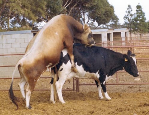 Farmers saves over Sh30,000 with artificial insemination