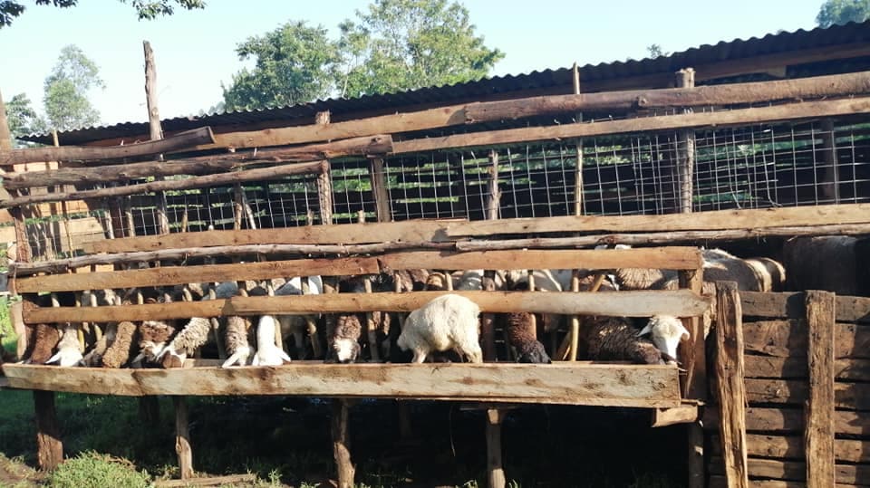 Farming “fallback” option bears dividend for Nandi livestock farmer