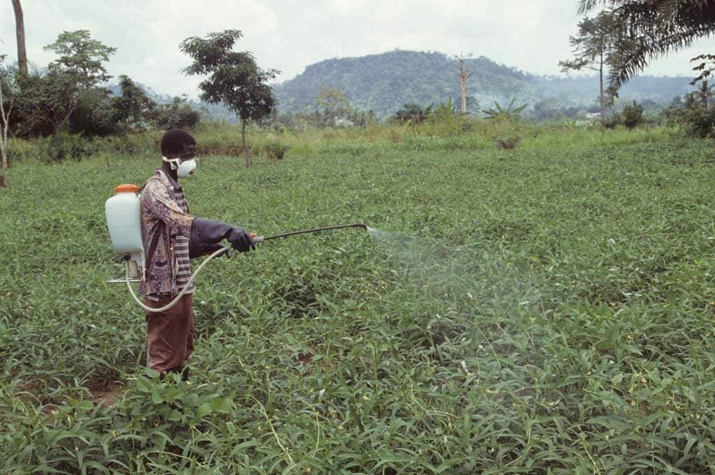 Heavy rains push-up fungi infections in farms
