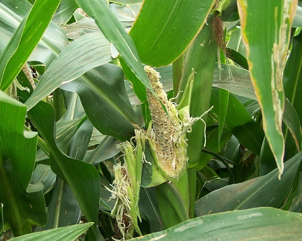 Covering maize with bags reduces bird invasion