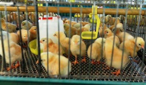 Water helps avoid deaths in day old chicks