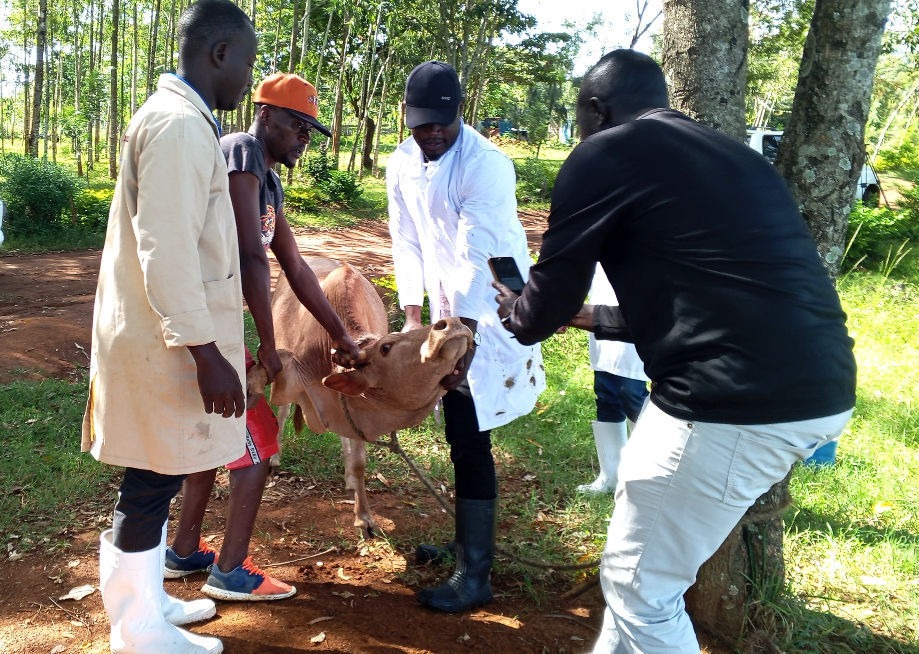 Vaccination against foot-and-mouth disease kicks off in Siaya