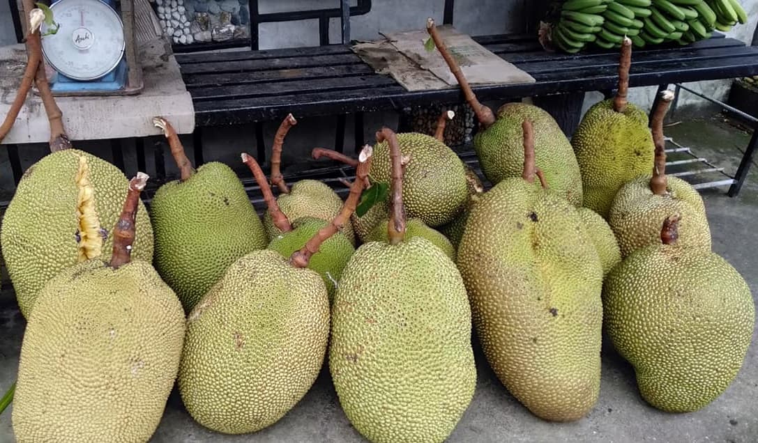 Farmers cash in on rising jackruit demand