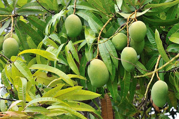 Researchers seek to save mango farmers from all-time post-harvest losses