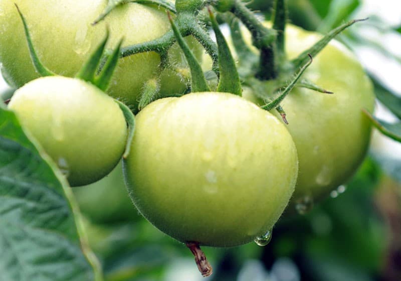 Hotels demand for tomatoes more than triple young farmers’ incomes