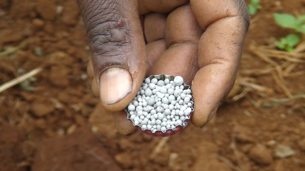 Study: Misperceived fertilizer quality lowering yields of Kenyan, TZ farmers