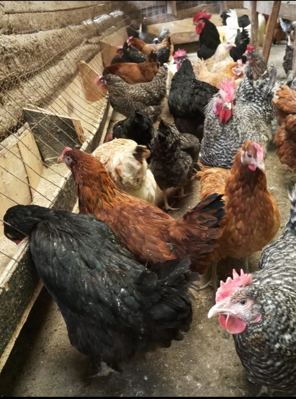 KALRO, EU unveil 2,000 capacity indigenous chicken breeding unit