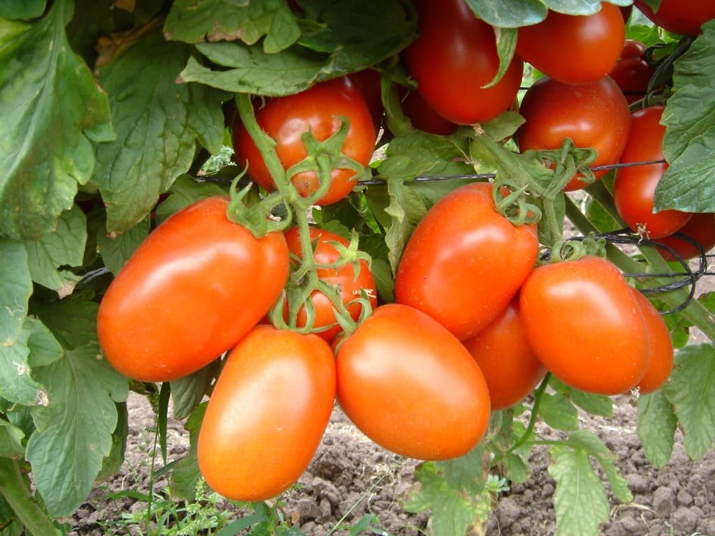 Shanty F1 tomato variety earning Laikipia farmer cool cash