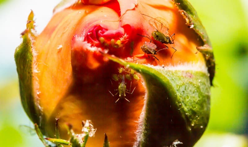 Flower farmers lose millions to sap sucking insect