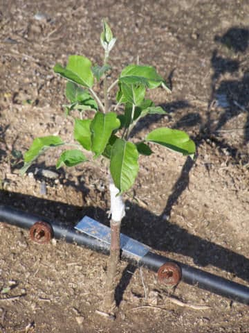 Grafted Johnson Keeper apples variety available in Kenya