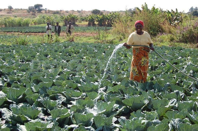 African smallholders can double their yields with half the water