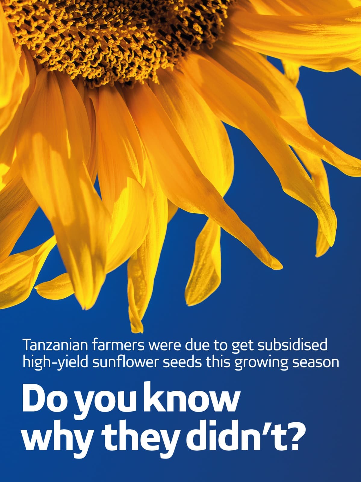 Tanzania’s drive to industrialise sunflower sector stumbles on stalled seed subsidy scheme
