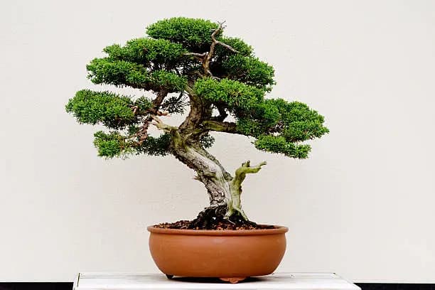 How to Take Care of Bonsai Plants
