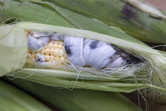 Fact sheet on controlling Maize smut disease