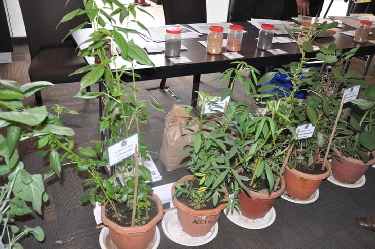 Experts call for combined efforts to mobilise production, commercialisation and uptake of African indigenous vegetables