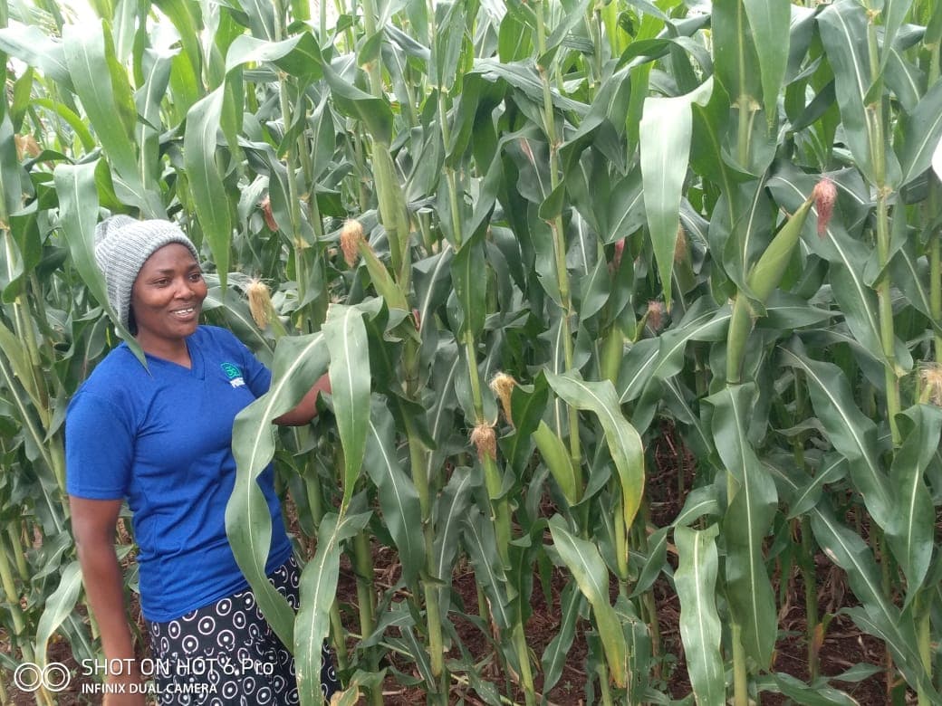 Nyamira County farmer ends FAW plague to get biggest ever crop for 2020