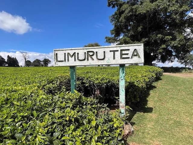 Limuru Tea appoints Leila Chebet as new Company Secretary