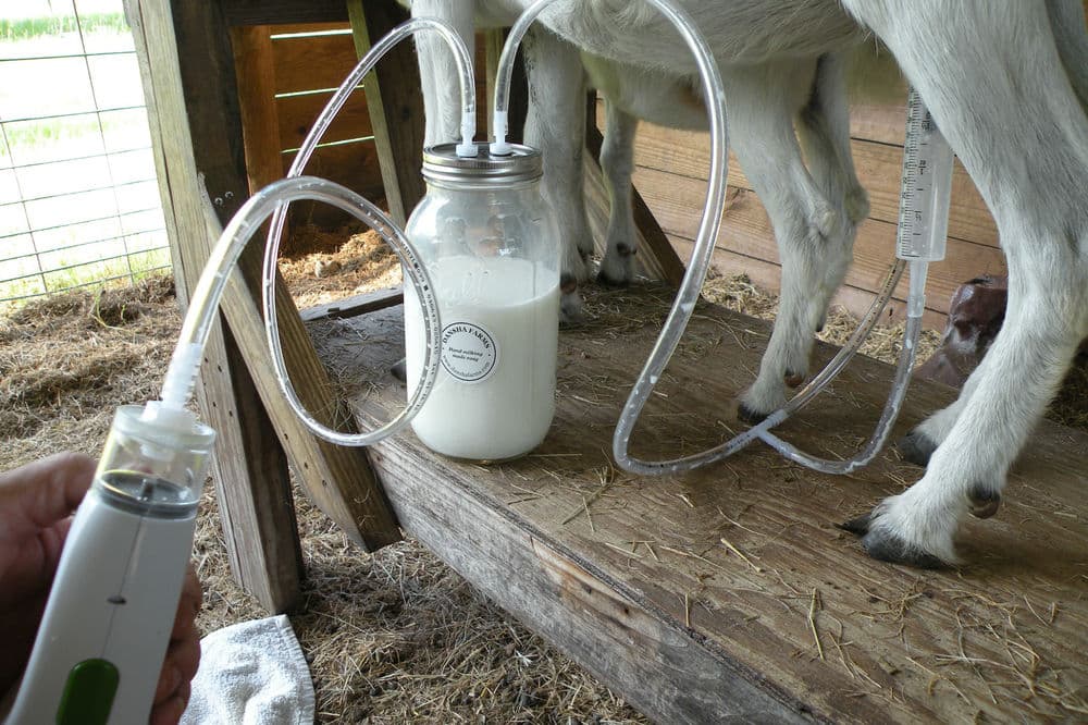 University graduate milks Sh30,000 monthly from goats