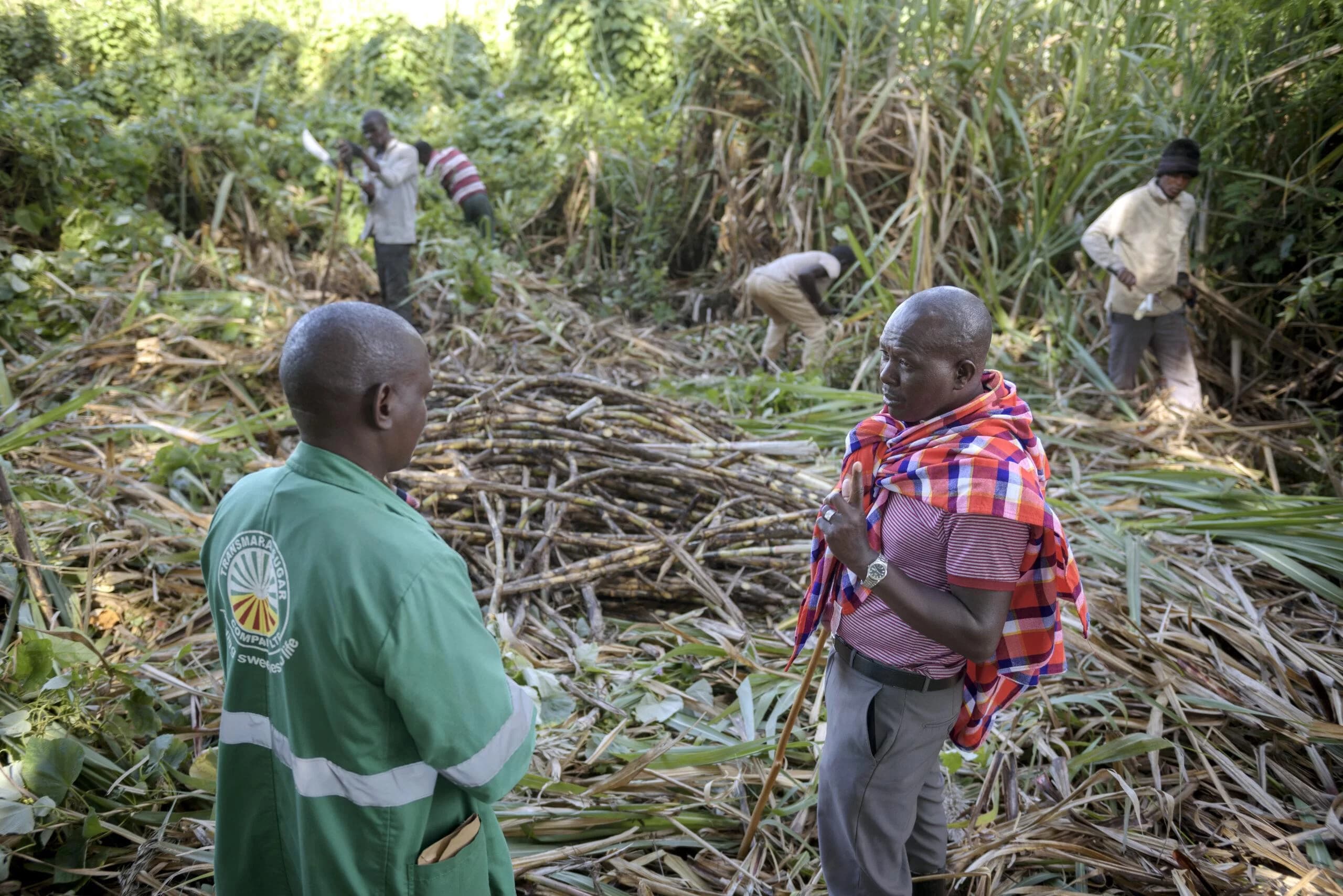 Sugarcane Farmers Gain as Government Boosts Prices to Ksh5,750