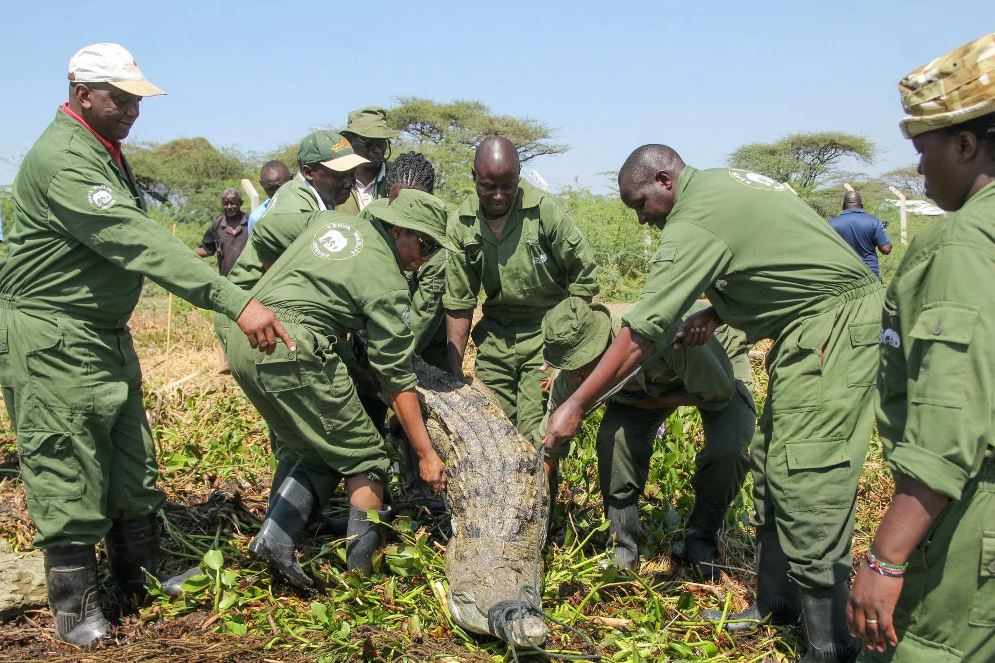 Rising Lake Baringo pushes crocodiles into homes as KWS steps in to relocate reptiles