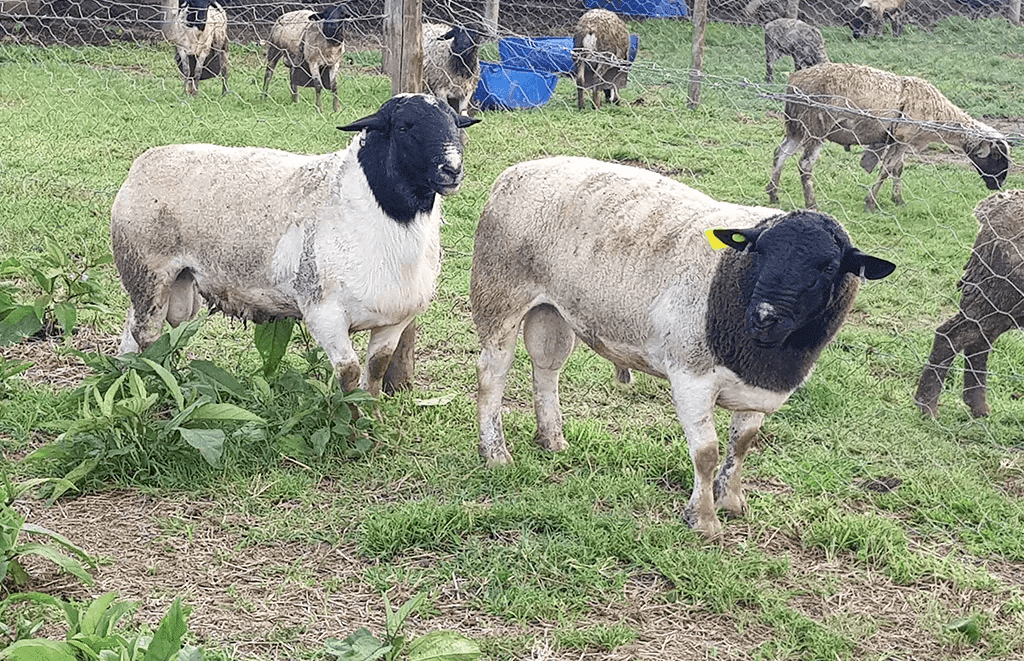 Kenyan breeder improves genetics of local East African dorper sheep with imports