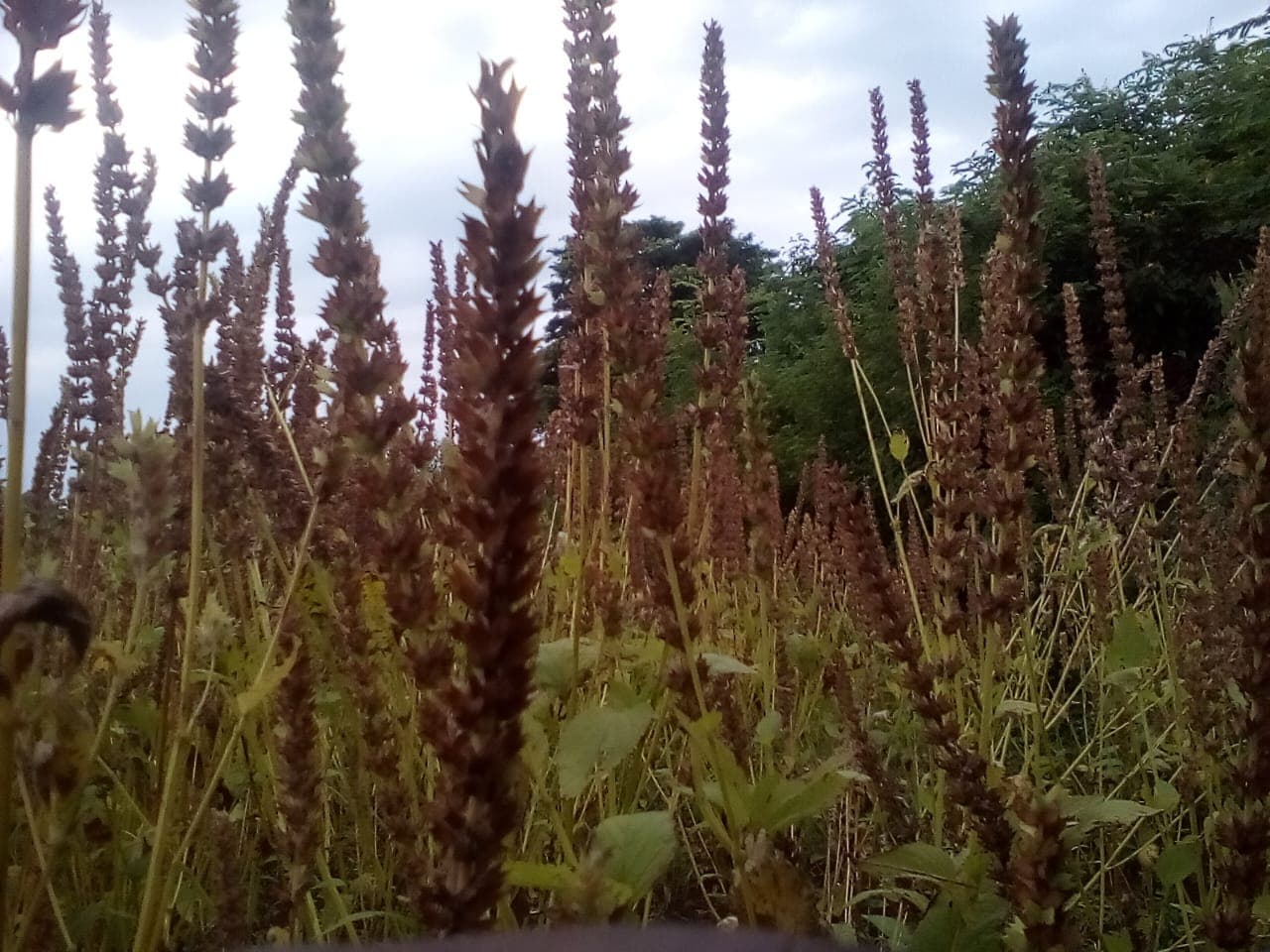 Local and international rise in demand for the nutritious chia seeds entices farmers to grow the crop